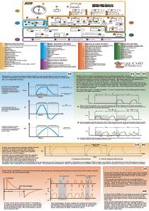 Bear_Cub_750_-_Quick_user_guide 